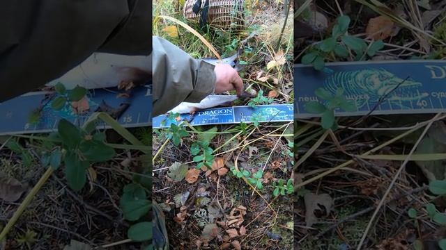 Меряю хариуса. смотреть онлайн