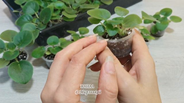 Сеянцы фиалок. Корневая система. 3 часть. #фиалки #violets #cultivation #селекция смотреть онлайн