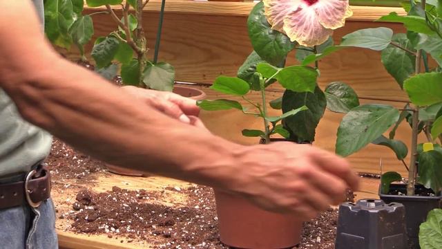 Pruning Hibiscus смотреть онлайн