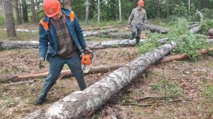Валка Берёзы Винтовым Валочным Клином КВМ-1