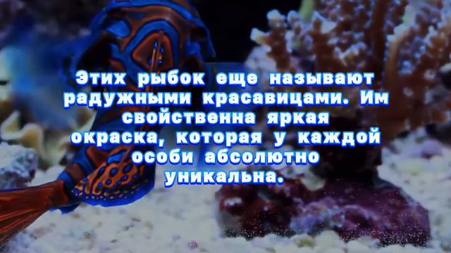 Самая красивая рыба в мире! | Рыбы - пост 1 смотреть онлайн
