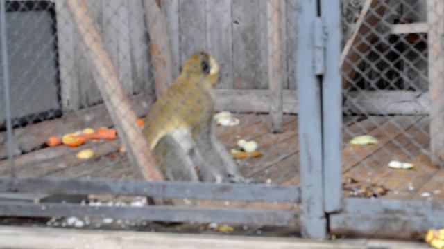 Обезьянка Ананист смотреть онлайн