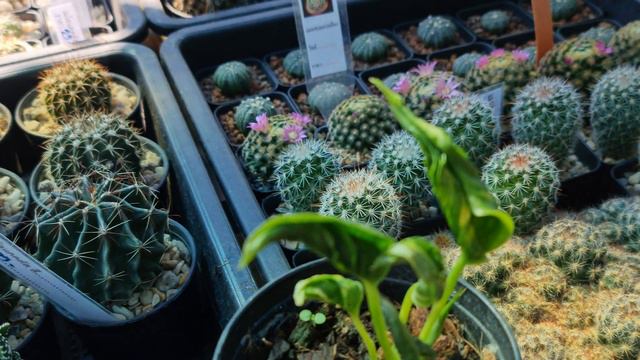 ไม้มงคล พูลห่อเงินห่อทอง ไม้ด่างเหลือง ปลูกเลี้ยงใบห่อ แสดงถึงความโชคดี смотреть онлайн