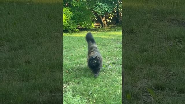 Фантастически красивая сибирская кошка Агата Корона Сибири, возраст 10,5 лет смотреть онлайн