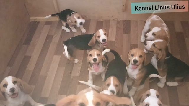 beagle puppies / щенки бигля питомник Линус Юлиус смотреть онлайн