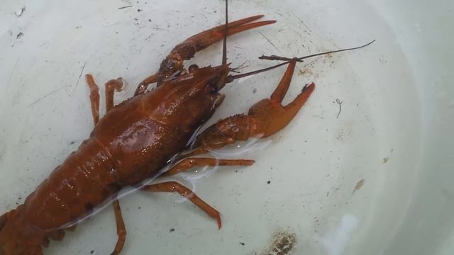 Живой вареный рак!Впервые! смотреть онлайн