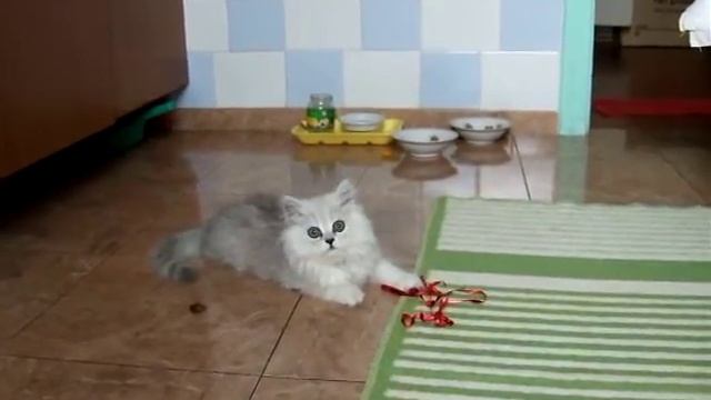 шиншилла серебристая хайленд страйт белый персидская смотреть онлайн