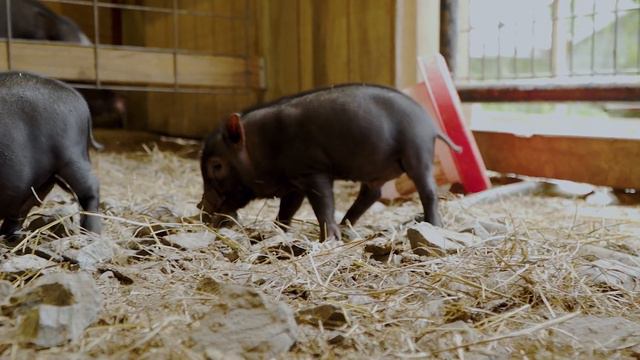 Penelope Fall '21 Litter - Pink Magnolia Farms смотреть онлайн