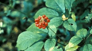 Как выращивать женьшень в домашних условиях