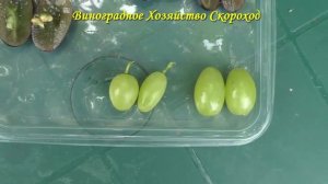 Зачем нужен гиббереллин для винограда