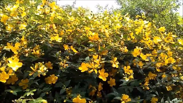 519.ЧТО ЛУЧШЕ - СВАДЬБА ИЛИ ПОХОРОНЫ # КАК ХОРОШО БЫТЬ МОЛОДЫМ смотреть онлайн