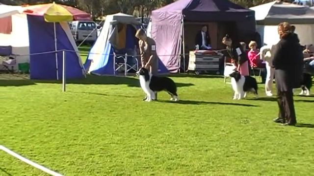 derby dog challenge смотреть онлайн