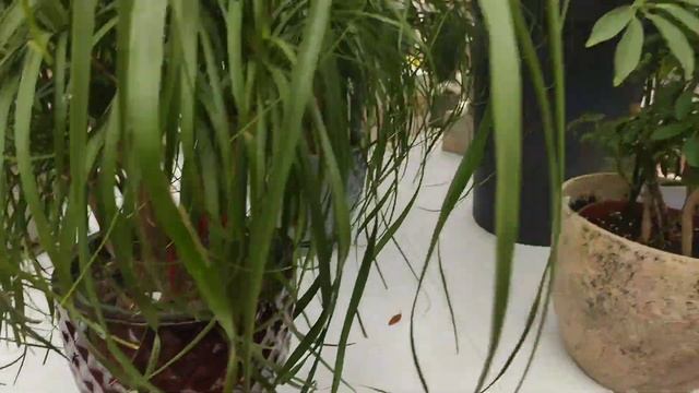 ❣️Чем и как венецианцы украшают свои терассы,дома,дворики