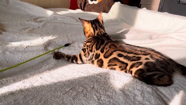 Бенгальский котенок Царевич