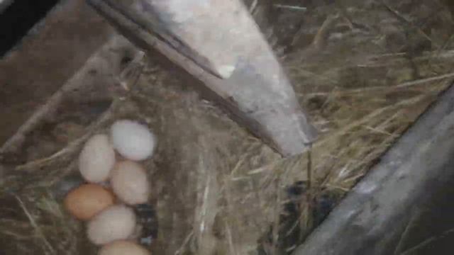 НОВОЕ... БУДНИ В ХОЗ-ДВОРЕ. БРАМА, ОРЛОВСКИЕ КУРЫ.Everyday life of a farmer... смотреть онлайн