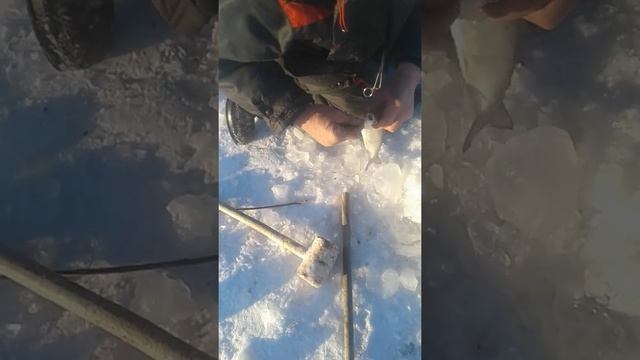 Рыбалка на сига. Протока Пенза г. Хабаровск ноябрь 2017 г. смотреть онлайн