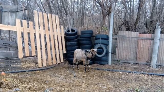 Игрушка для козла, и забор доживёт до весны