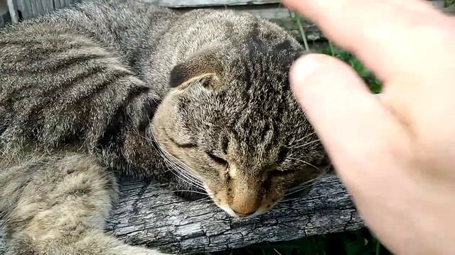 Кот,Феликс соизволил явиться домой! смотреть онлайн