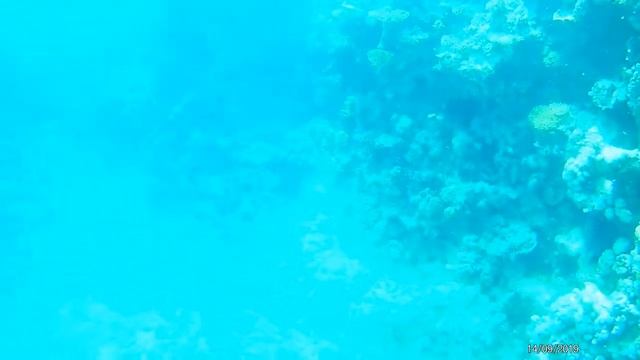 Коралловый риф в национальном парке Рас-Мохаммед. смотреть онлайн