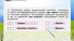 Задание 2 Дыхание и кровообращение - Окружающий мир 3 класс (Плешаков А.А.) 1 часть