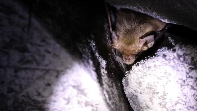 Как зимуют летучие мыши