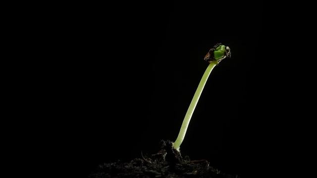 Как растёт растение в красивом формате.