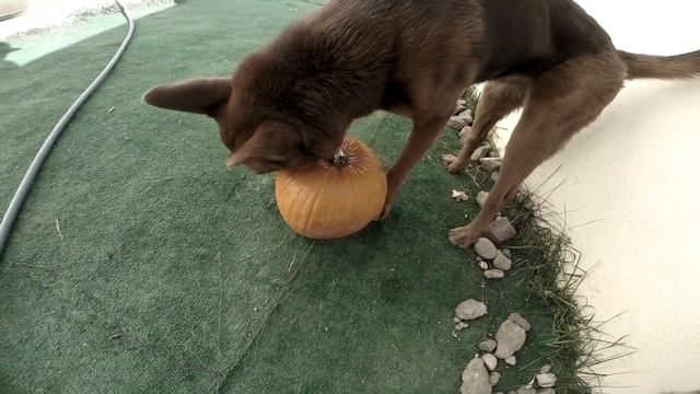 Can Dogs Eat Pumpkin? | Raw Feeding Tips #1 смотреть онлайн