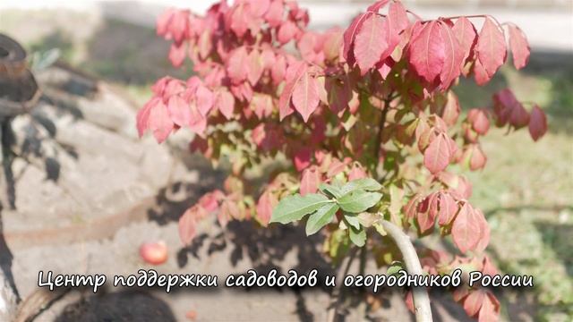 Бересклет. Бересклет для ландшафтного дизайна. смотреть онлайн