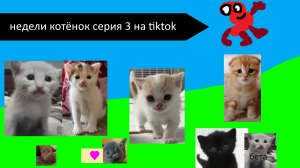 Недели котёнок серия 3 на tiktok