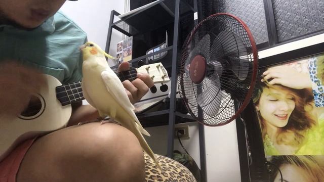 Дуэт с пернатым смотреть онлайн