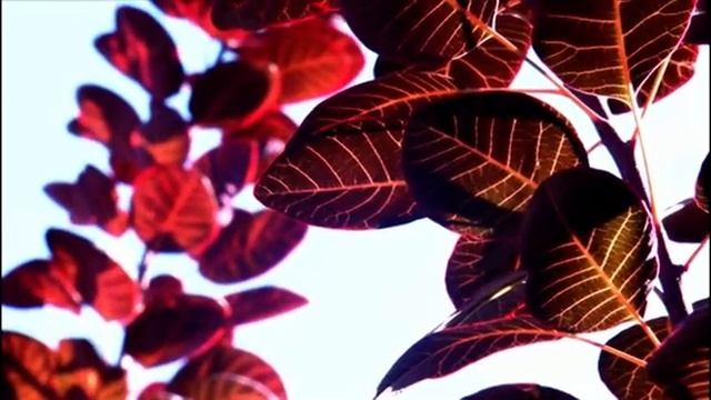 Autumn DVD - Cotinus - Dry Climate Gardening with David Glenn смотреть онлайн