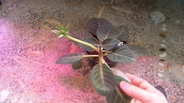 ОСВЕЩЕНИЕ ДЛЯ ГЛОКСИНИЙ. Мои стеллажи. Какие листья глоксиний подходят для укоренения. смотреть онлайн