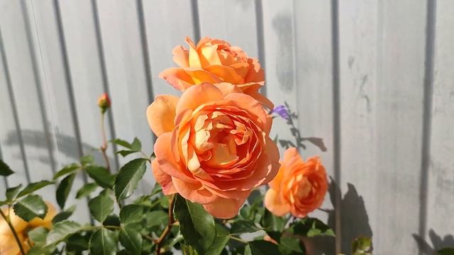 Роза Леди оф Шалот. Английские розы в Подмосковье смотреть онлайн