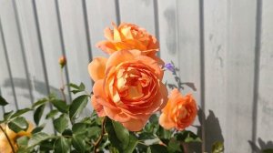 Роза Леди оф Шалот. Английские розы в Подмосковье