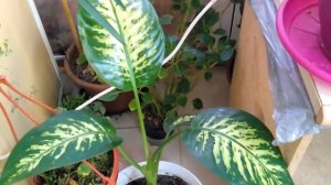 Диффенбахия цветёт?