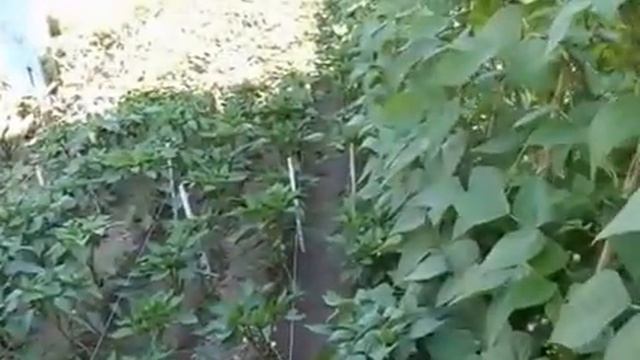 Produce vídeo terminado de mi Huerto, espero que guste... смотреть онлайн