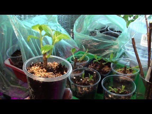 Пересаживаю черенки гортензии в торф.И ставлю новые на укоренение в перлит.Фильм четвертый. смотреть онлайн