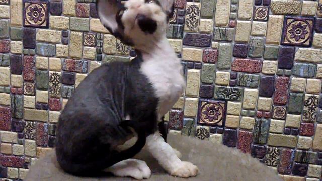 MOV 0897 001 смотреть онлайн