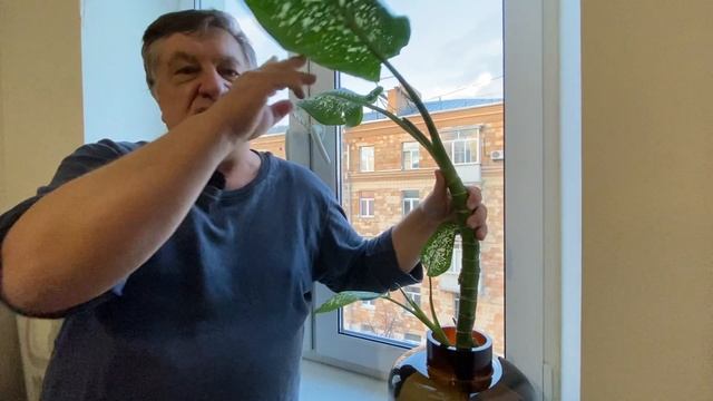 Доброе слово о диффенбахии! смотреть онлайн