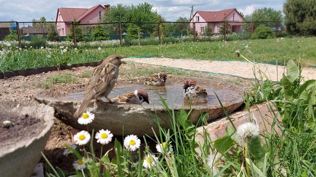 Купание птиц в саду смотреть онлайн