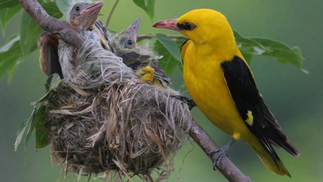 Лесные Домишки | Виталий Бианки | Аудио