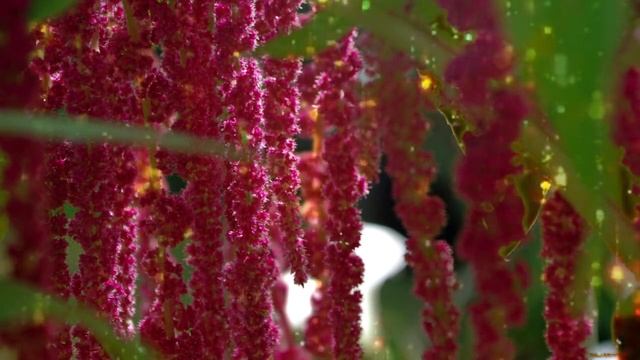 Музыка целительная для растений смотреть онлайн