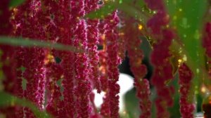 Музыка целительная для растений