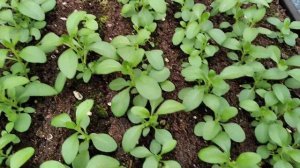 ПИКИРОВКА КАЛИБРАХОА? И немного информации!