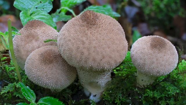 "The Puffball that keeps on puffing" with Stephen Axford of Planet Fungi смотреть онлайн