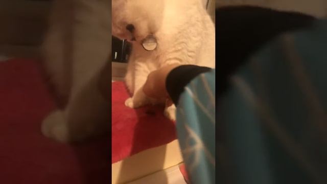 Kitty and reindeer poop смотреть онлайн