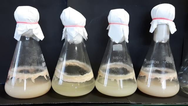 Studies on Fusarium spp. for Beauvericin production and its applications смотреть онлайн