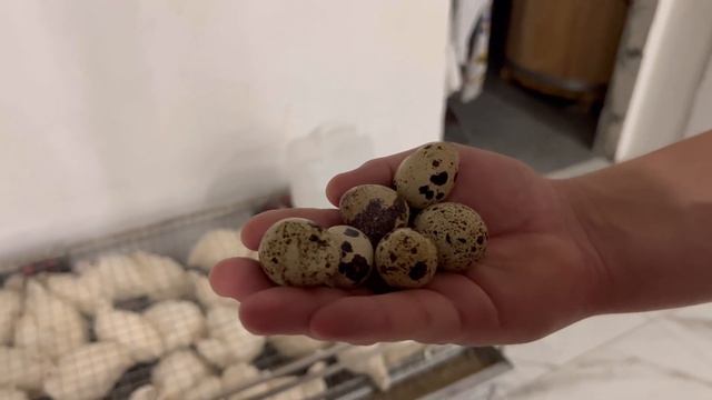 СТОИТ ЛИ ЗАВОДИТЬ ПЕРЕПЕЛОВ? / ПЕРЕПЕЛИНАЯ ФЕРМА / БИЗНЕС НА ПЕРЕПЕЛАХ / КОРМ ДЛЯ ПЕРЕПЕЛОВ смотреть онлайн