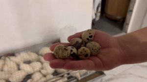 СТОИТ ЛИ ЗАВОДИТЬ ПЕРЕПЕЛОВ? / ПЕРЕПЕЛИНАЯ ФЕРМА / БИЗНЕС НА ПЕРЕПЕЛАХ / КОРМ ДЛЯ ПЕРЕПЕЛОВ