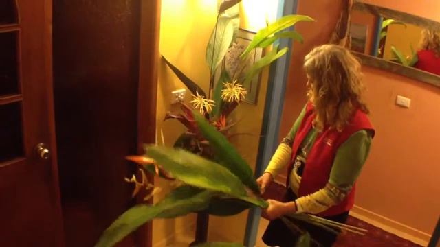 Home Grown Bouquets of Heliconias смотреть онлайн